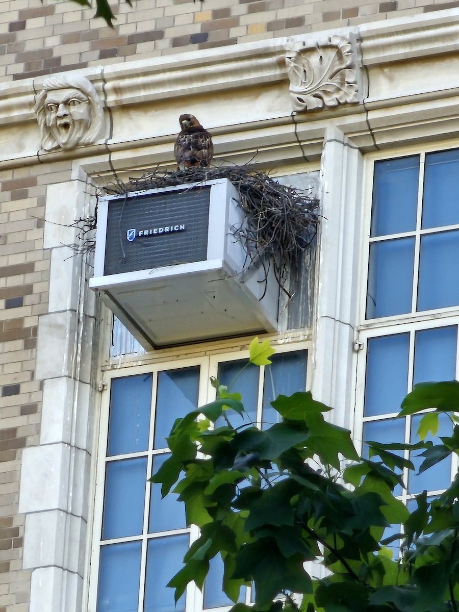 Red-tailed Hawk - ML635492845
