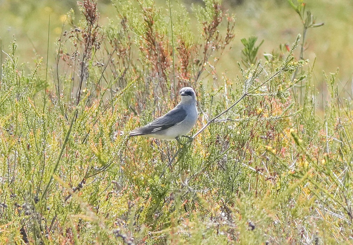 Oruguero Papú - ML635492860