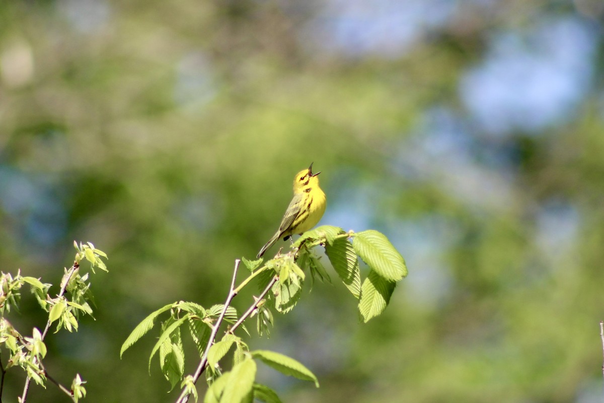 Prairie Warbler - ML635492863