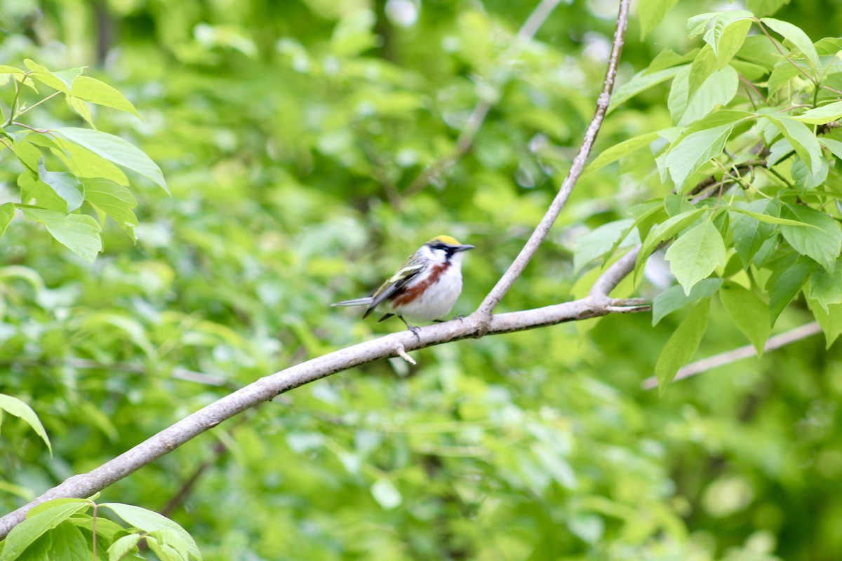 Prairie Warbler - ML635492864