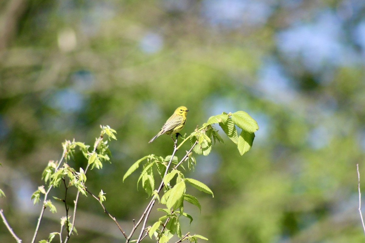 Prairie Warbler - ML635492865
