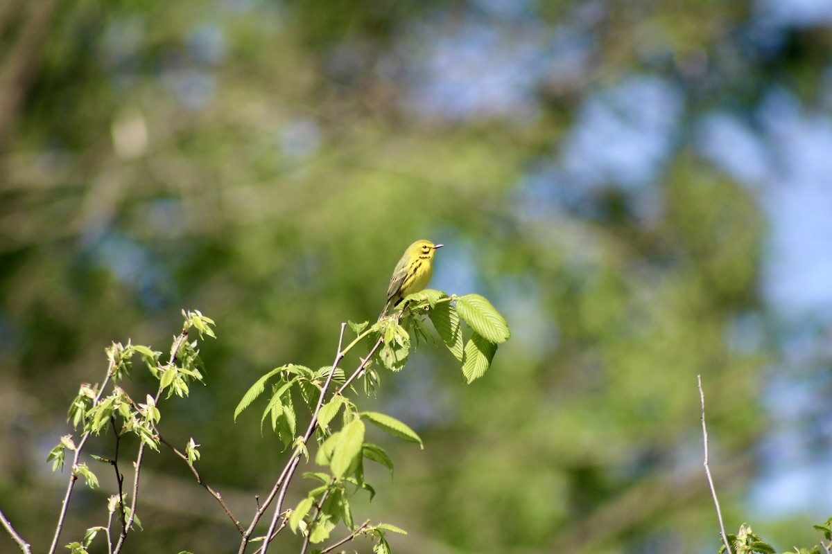 Prairie Warbler - ML635492867