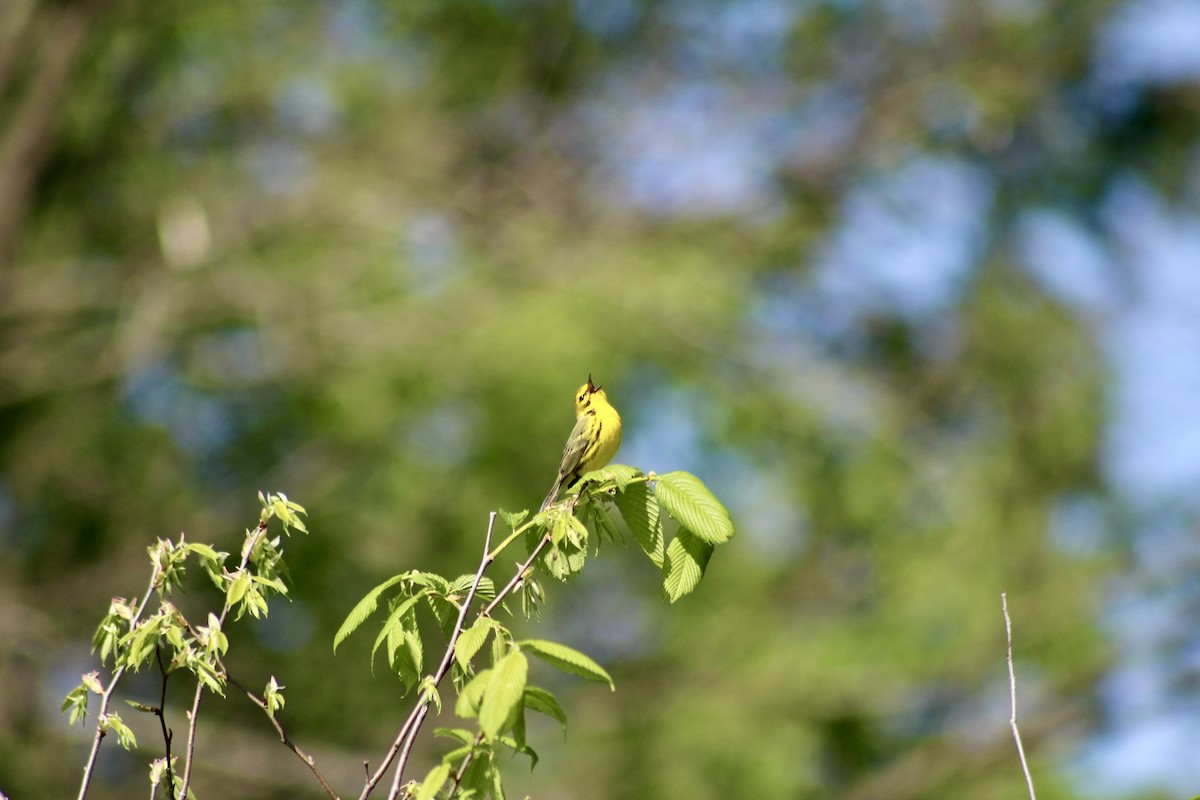 Prairie Warbler - ML635492868