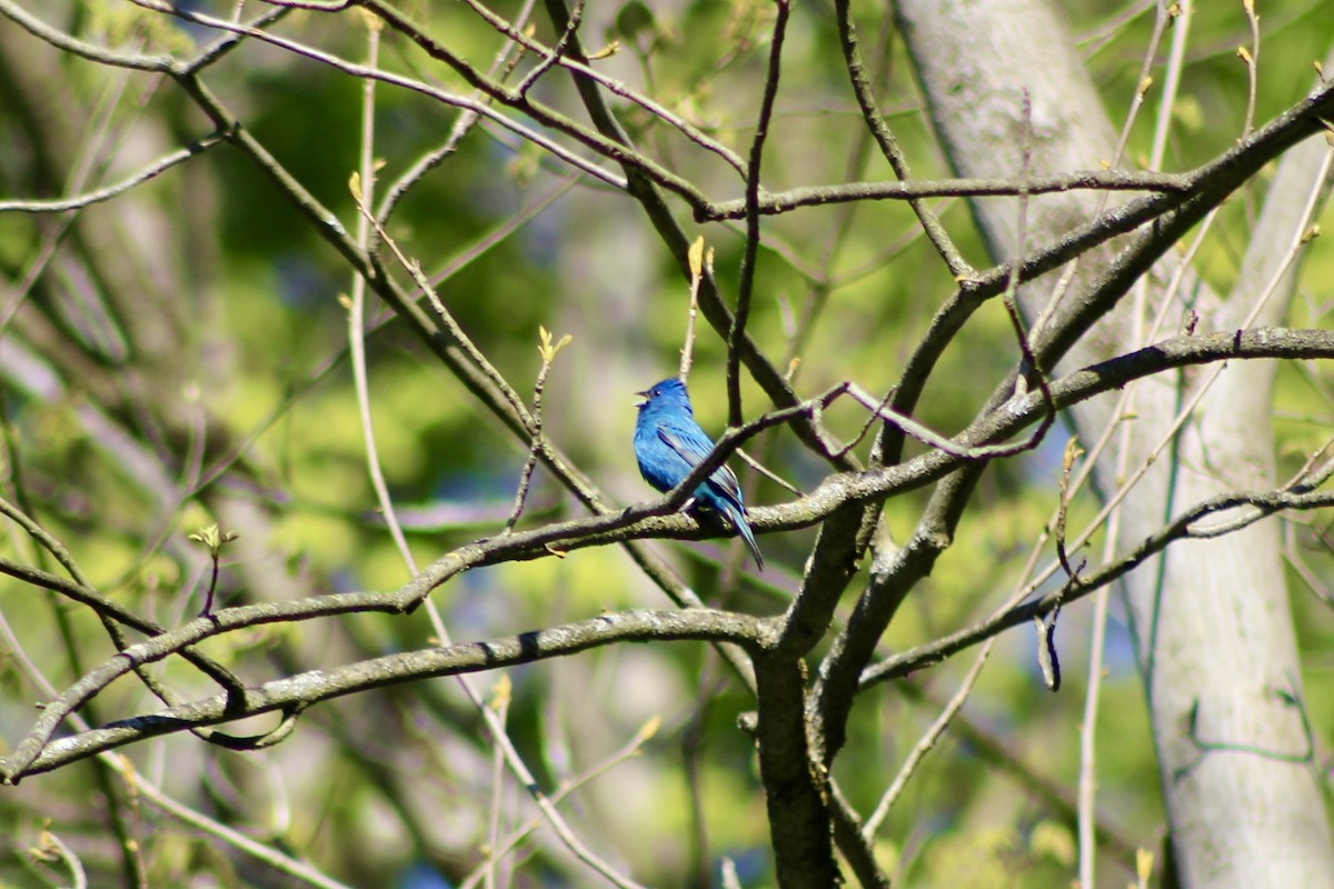 Indigo Bunting - ML635492928