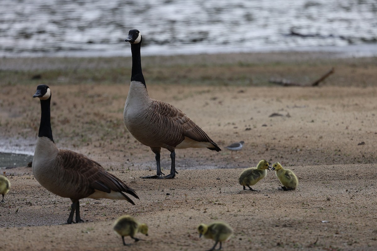 Canada Goose - ML635492994