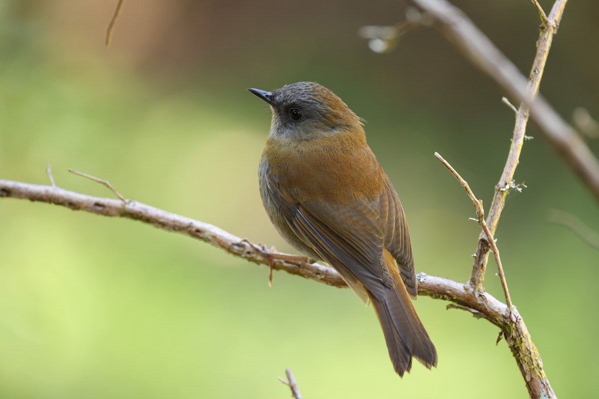 Black-billed Nightingale-Thrush - ML635493030