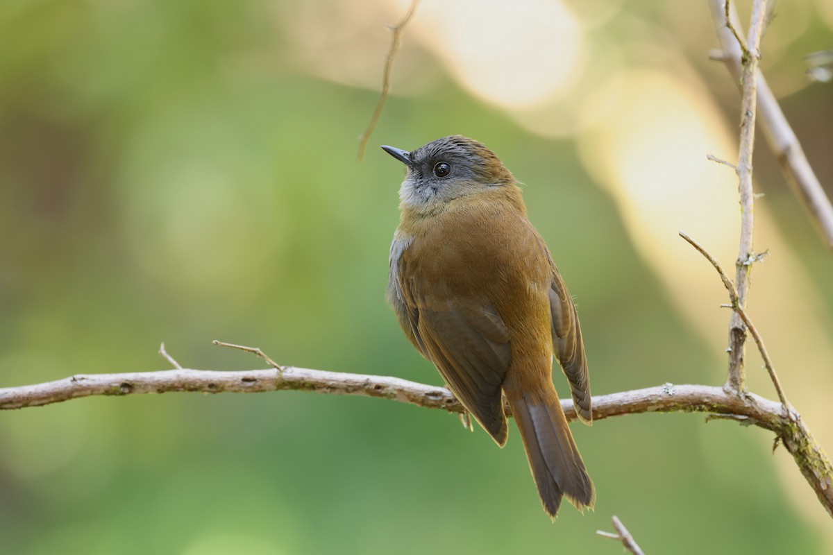 Black-billed Nightingale-Thrush - ML635493031