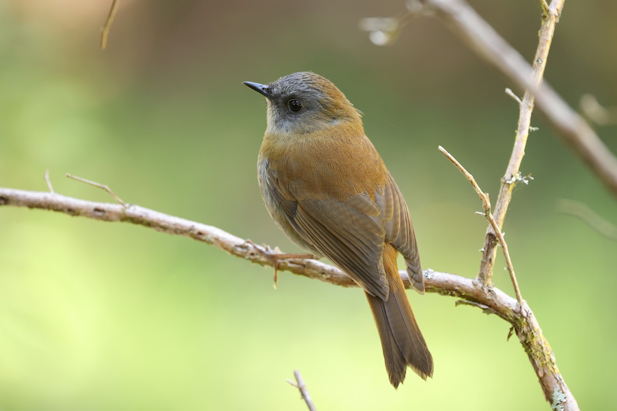 Black-billed Nightingale-Thrush - ML635493033