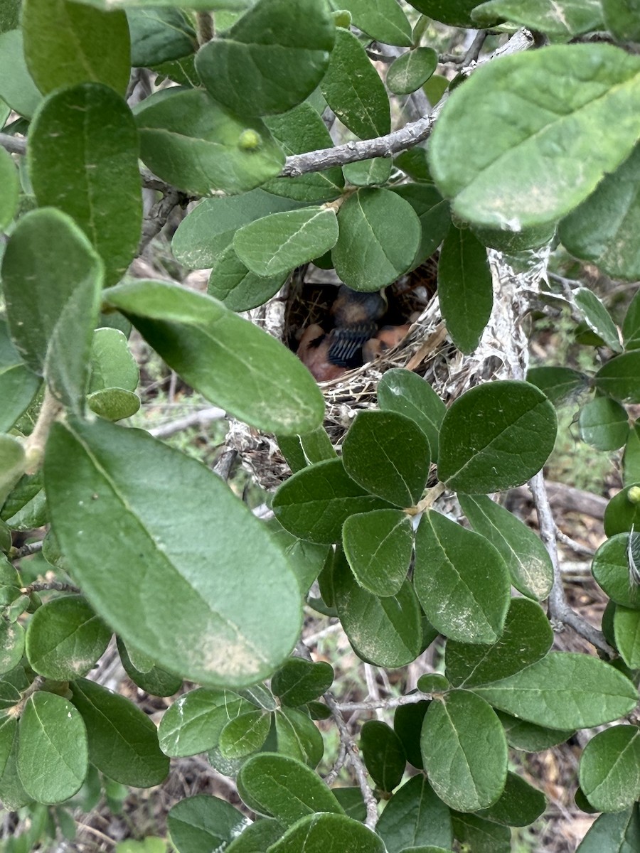 Black-capped Vireo - ML635493074