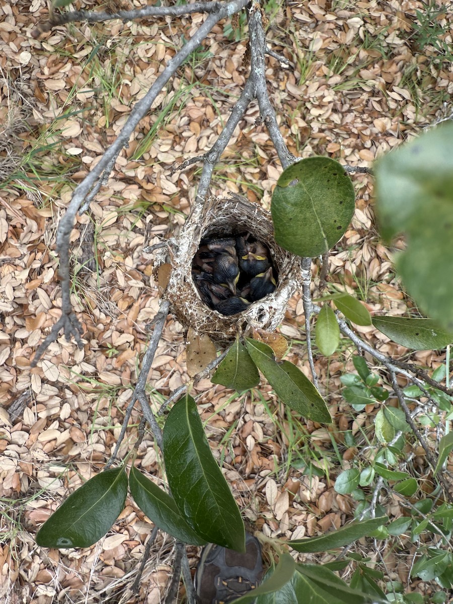 Black-capped Vireo - ML635493075