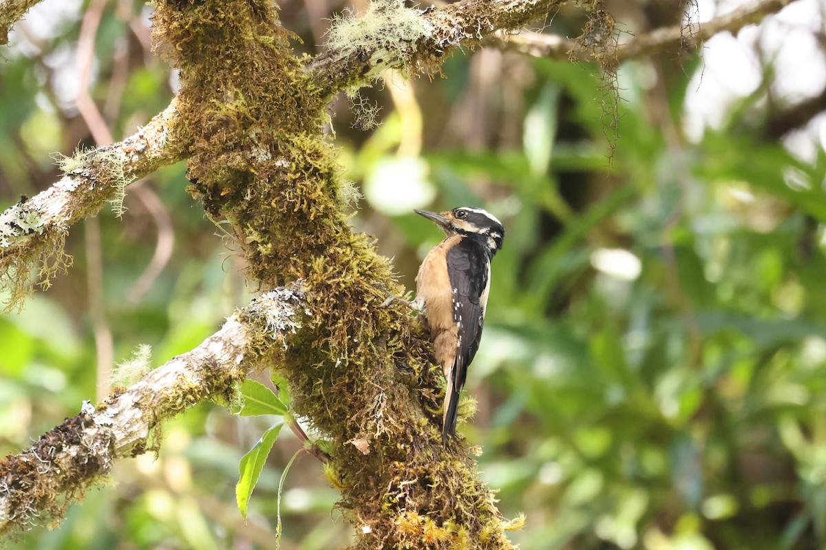 Hairy Woodpecker (Costa Rican) - ML635493082