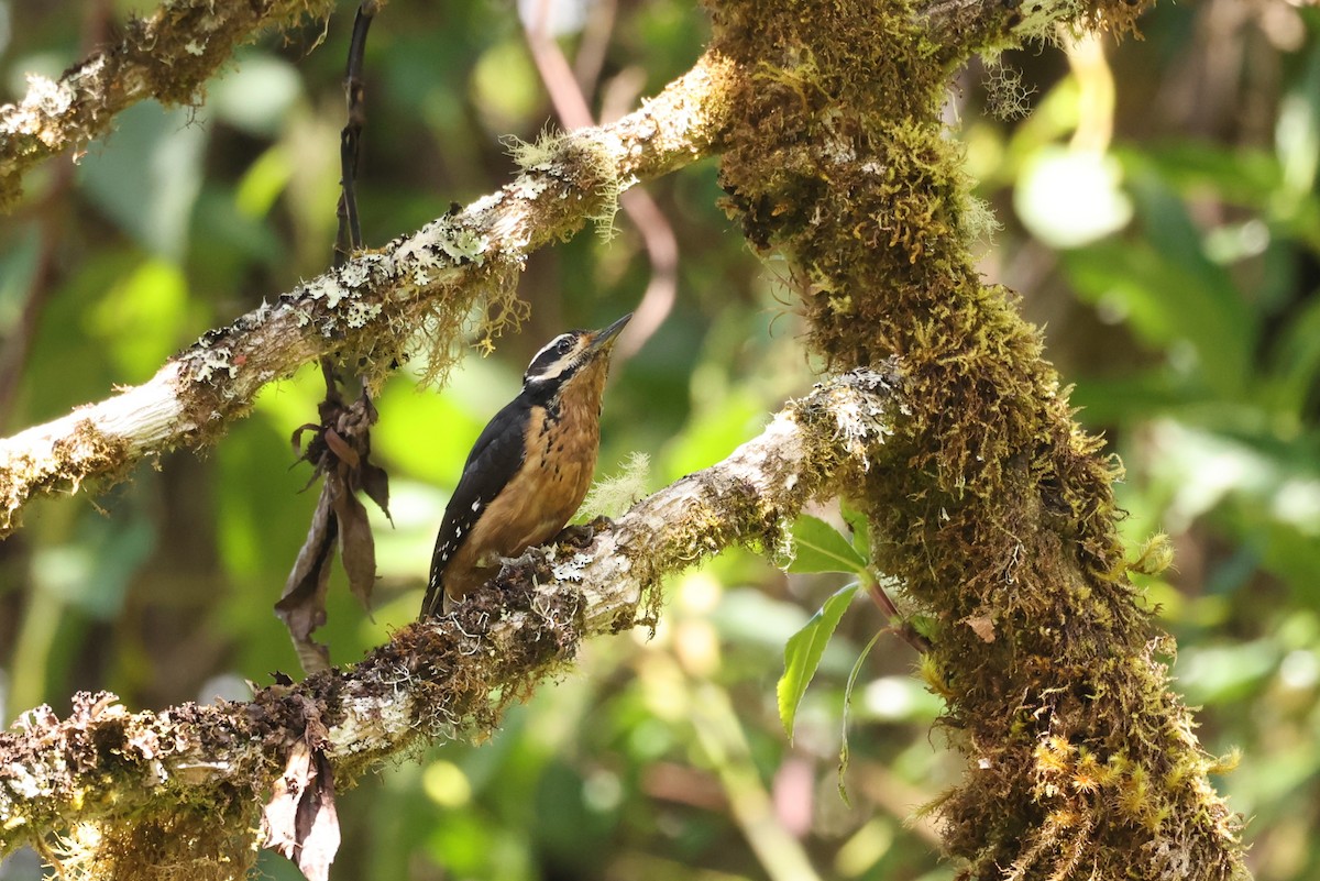 Hairy Woodpecker (Costa Rican) - ML635493083