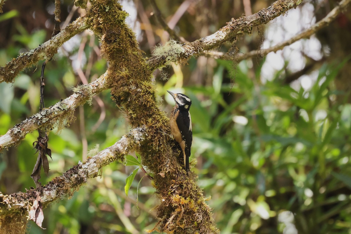 Hairy Woodpecker (Costa Rican) - ML635493084