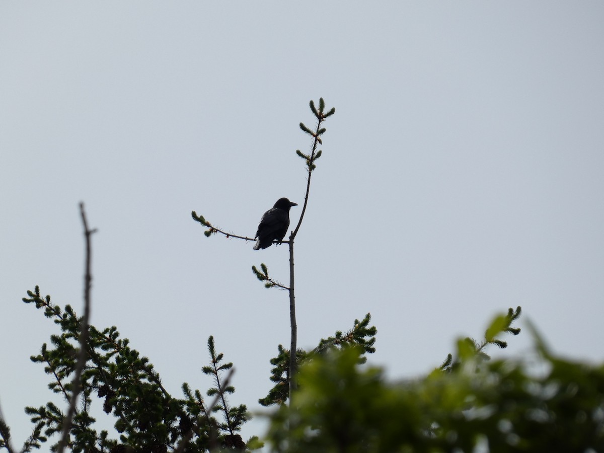 American Crow - ML635493112