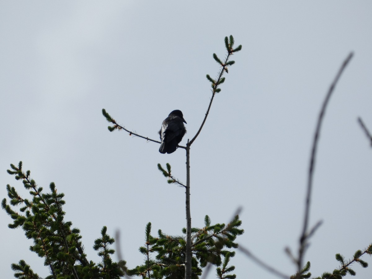 American Crow - ML635493115
