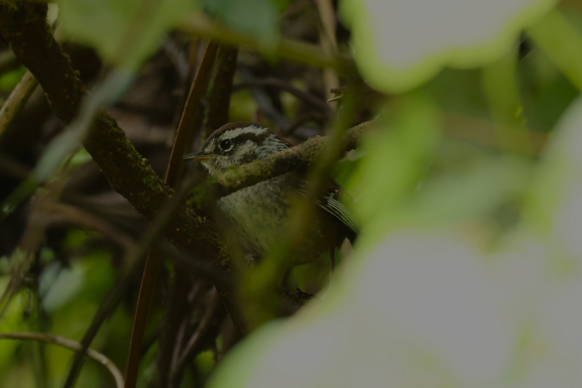 Timberline Wren - ML635493126