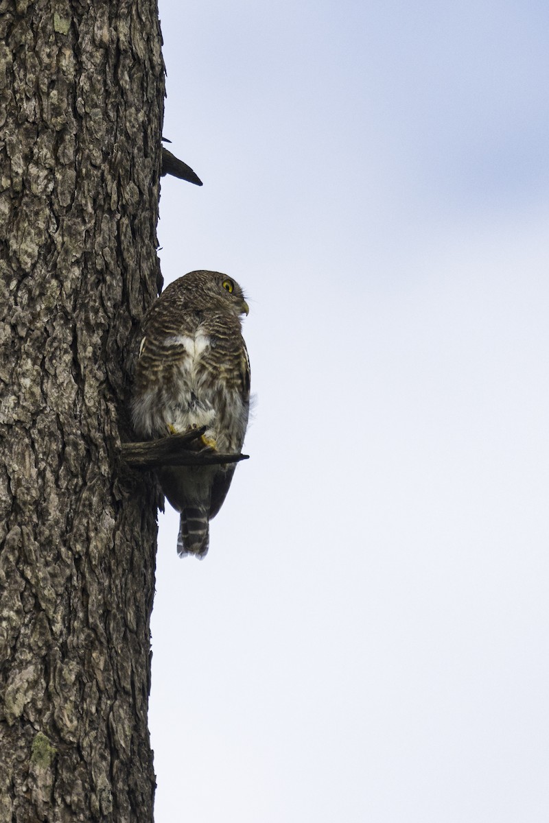 Asian Barred Owlet - ML635493136