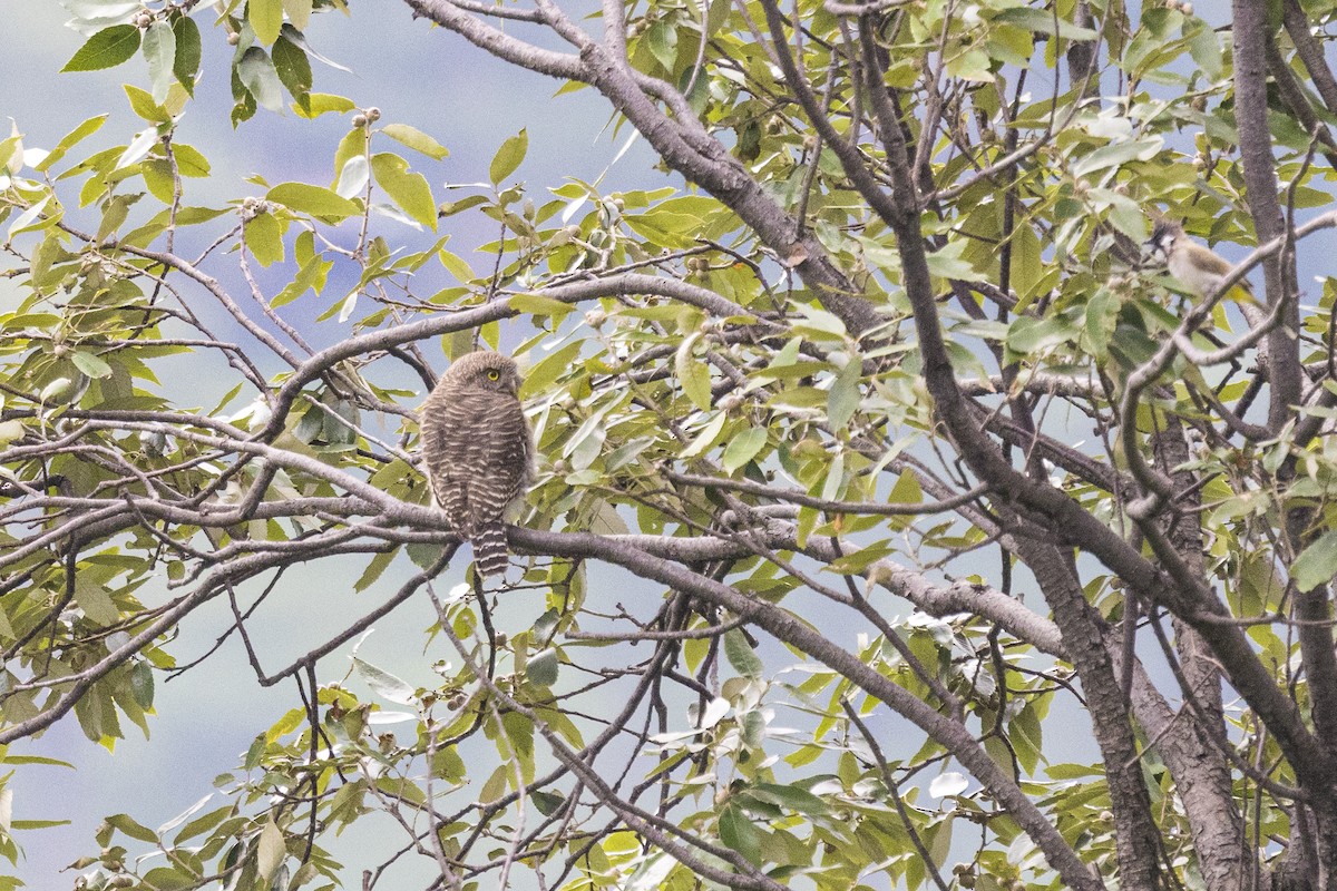Asian Barred Owlet - ML635493137