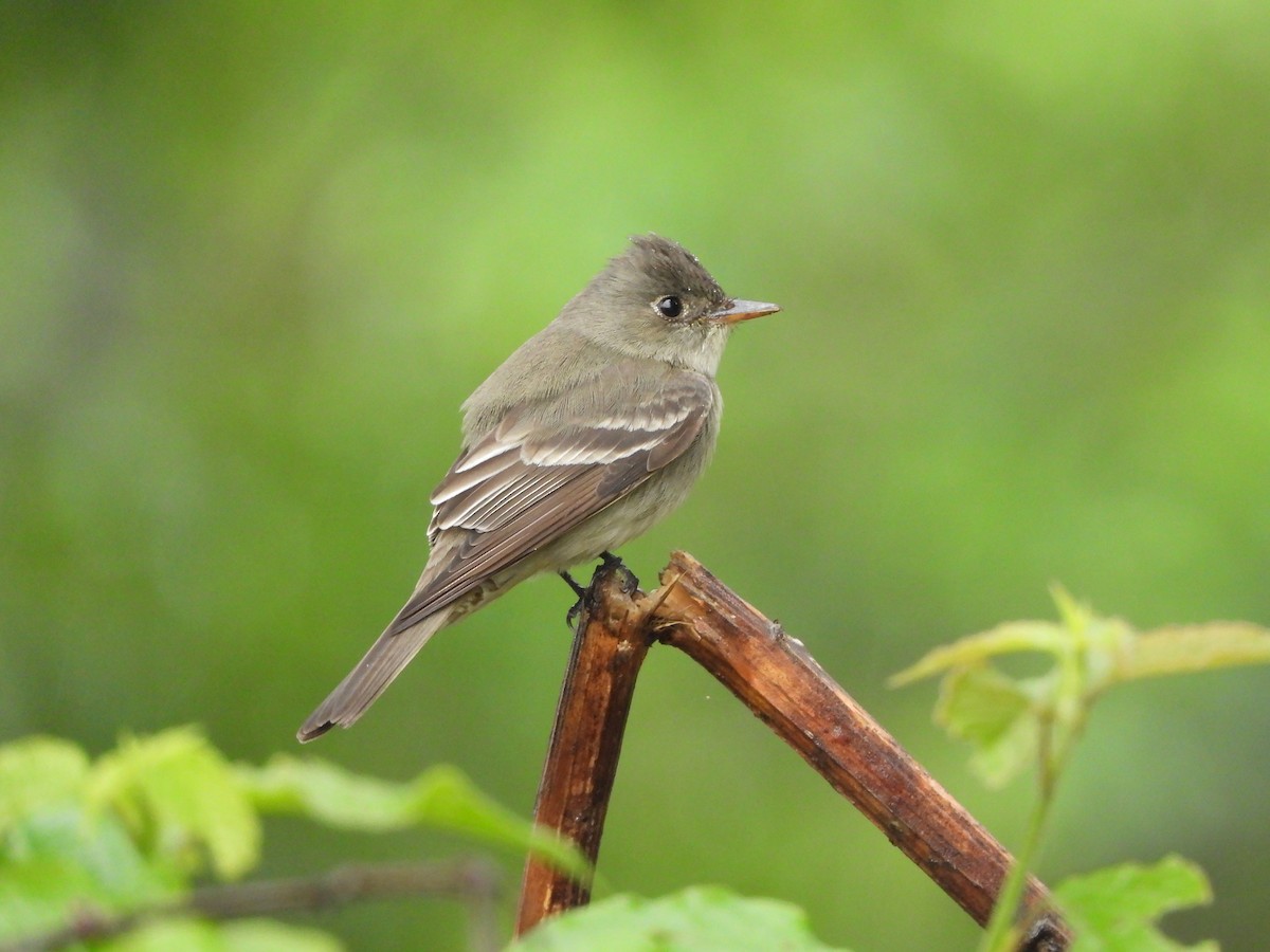 Eastern Wood-Pewee - ML635493138