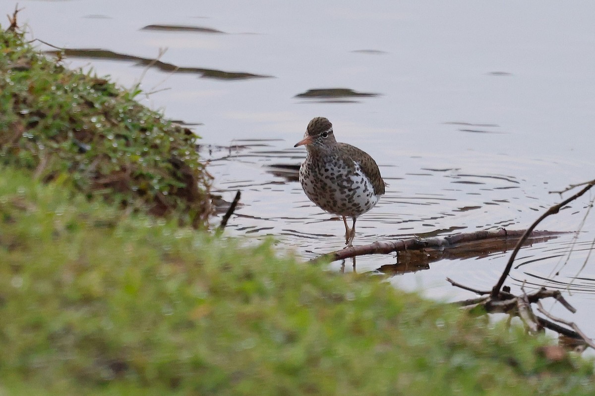Spotted Sandpiper - ML635493159