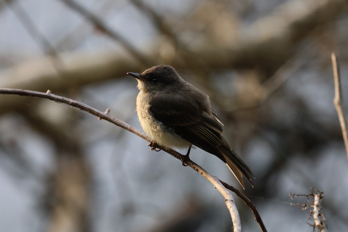 Eastern Phoebe - ML635493224