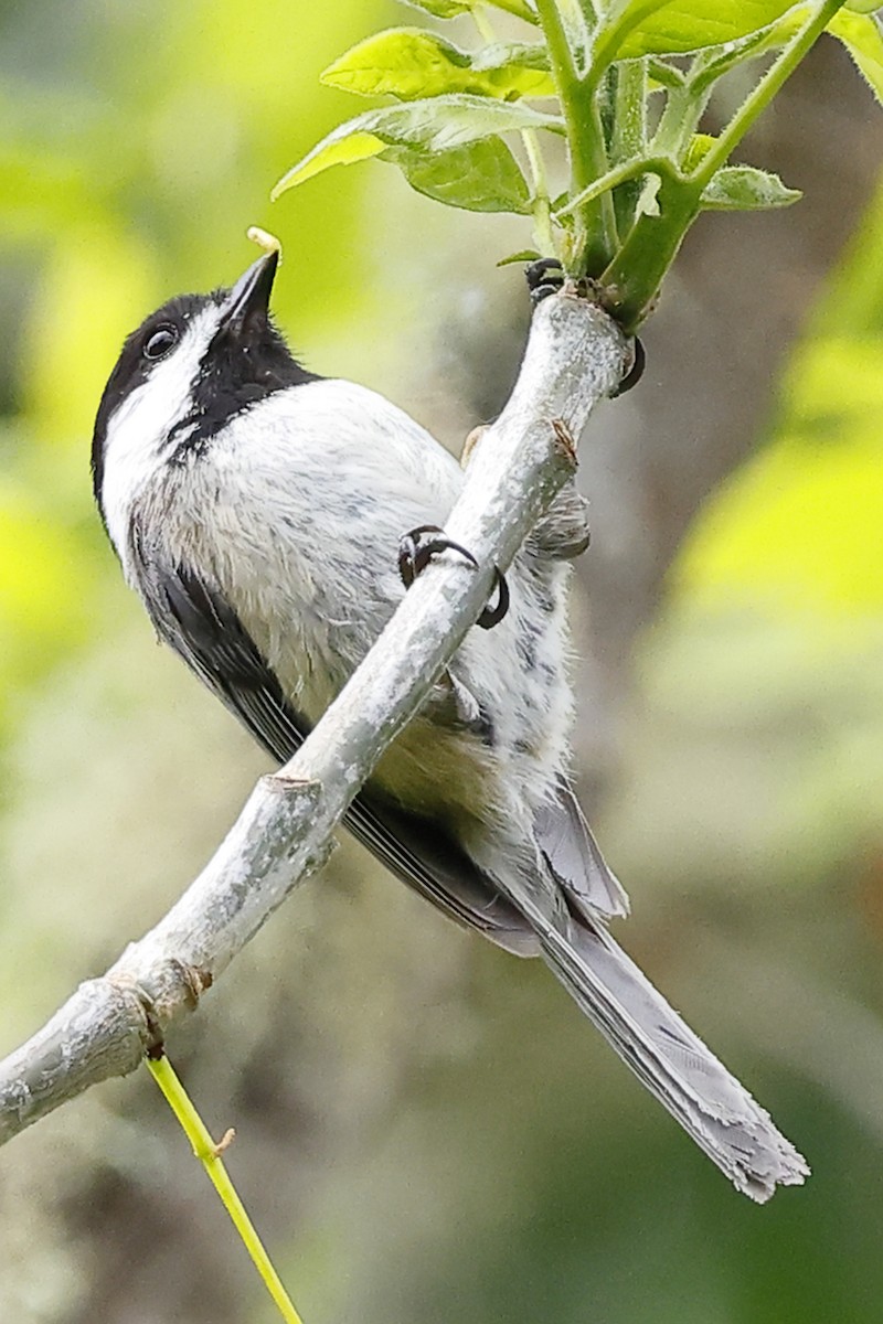 Mésange à tête noire - ML635493227