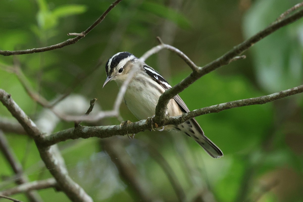 Black-and-white Warbler - ML635493273