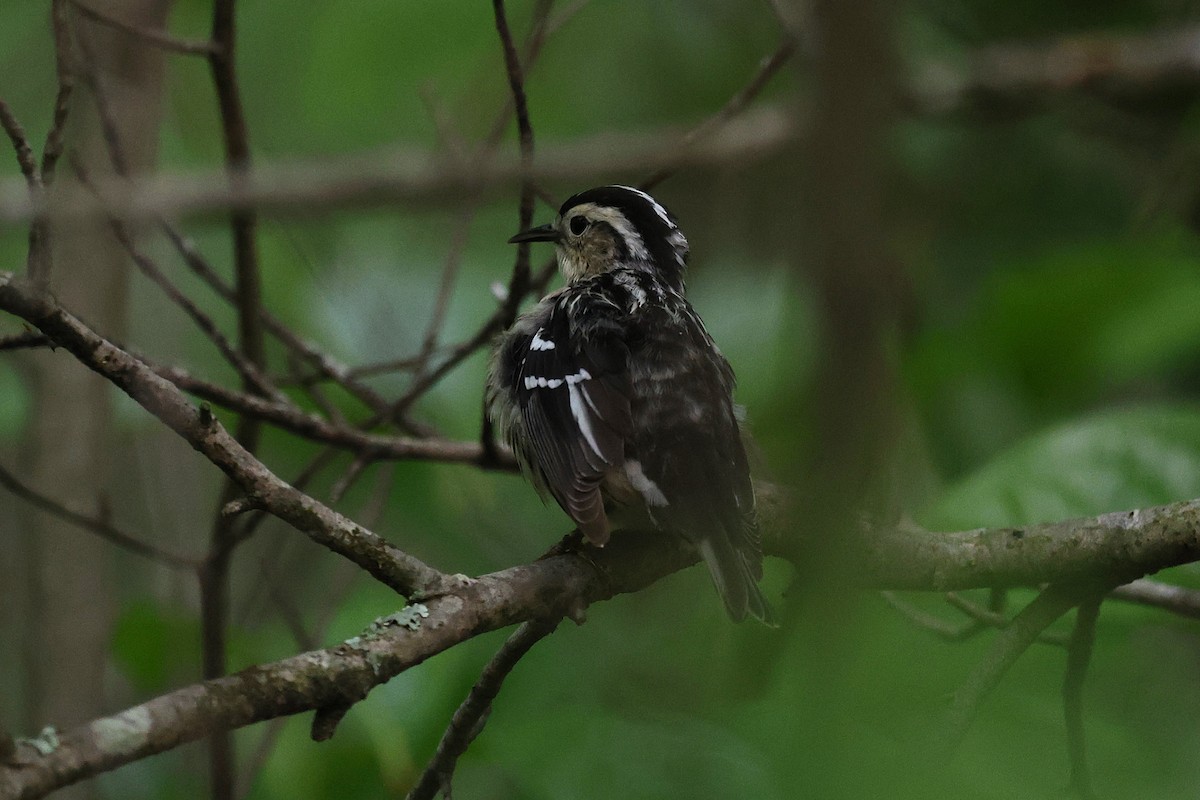 Black-and-white Warbler - ML635493342