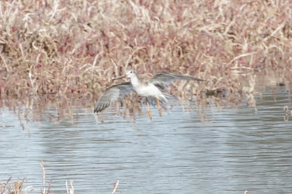 Terek Sandpiper - ML635493343