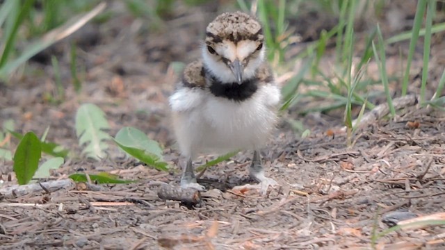 Killdeer - ML635493358