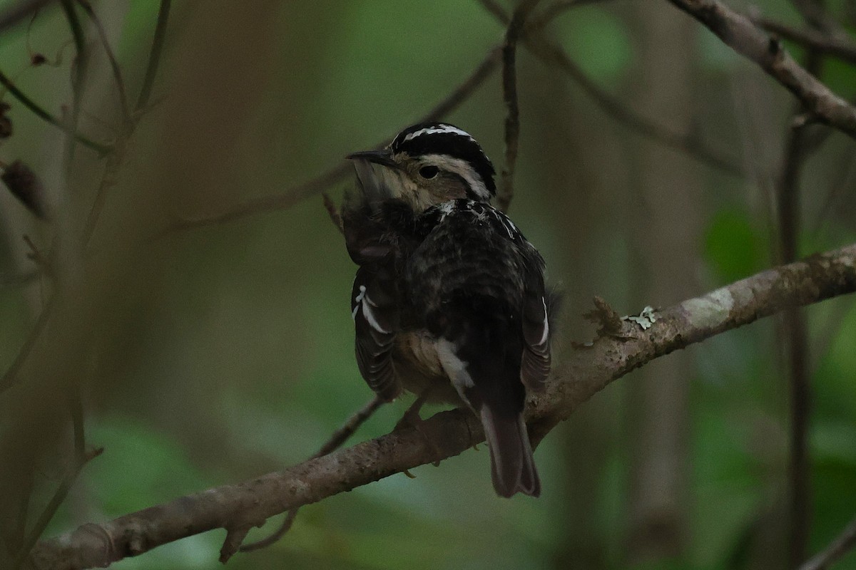 Black-and-white Warbler - ML635493398
