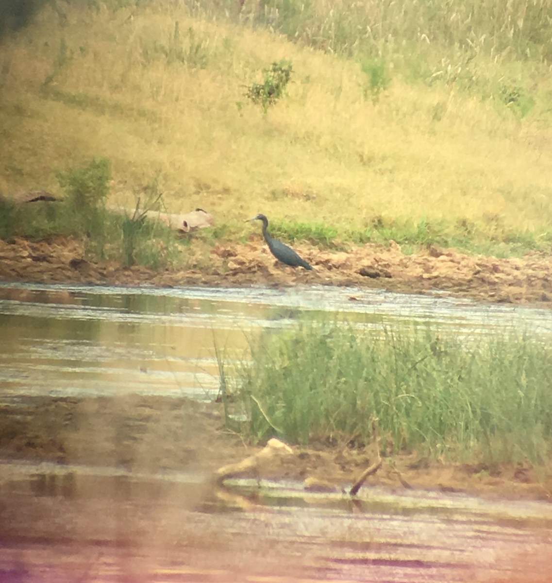 Little Blue Heron - ML63549341