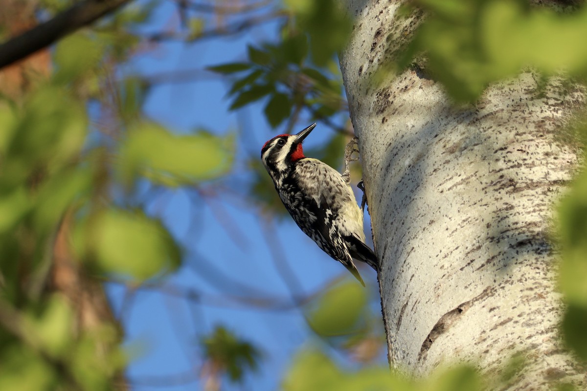 Yellow-bellied Sapsucker - ML635493426