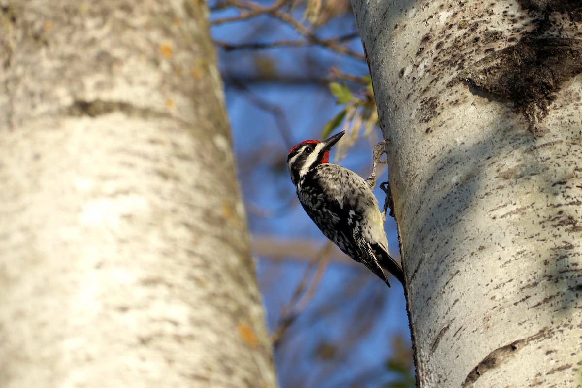 Yellow-bellied Sapsucker - ML635493427
