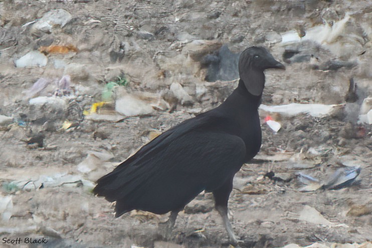 Black Vulture - ML635493429