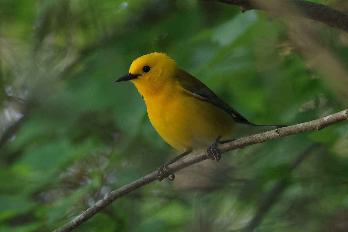 Prothonotary Warbler - ML635493431