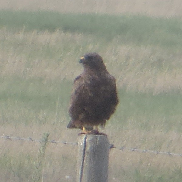 hawk sp. - ML635493457
