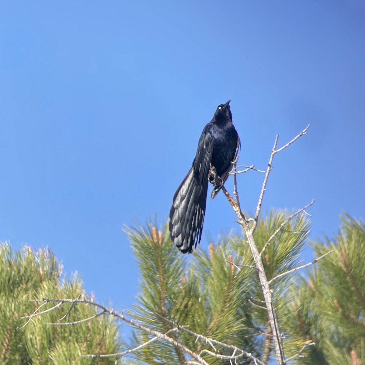 Great-tailed Grackle - ML635493477