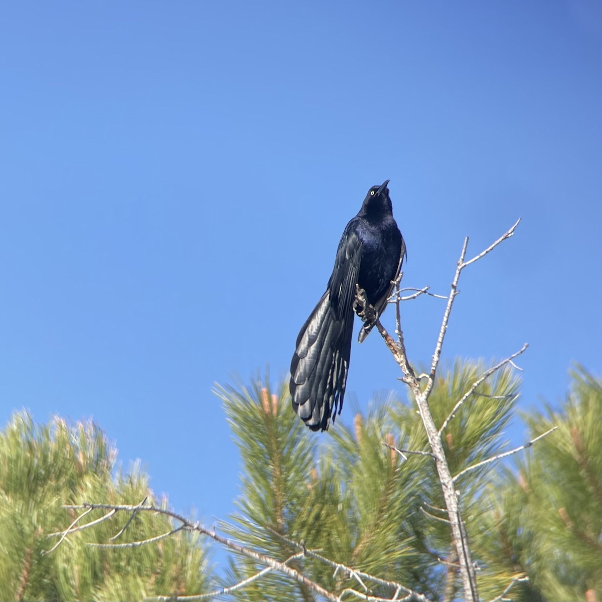 Great-tailed Grackle - ML635493478