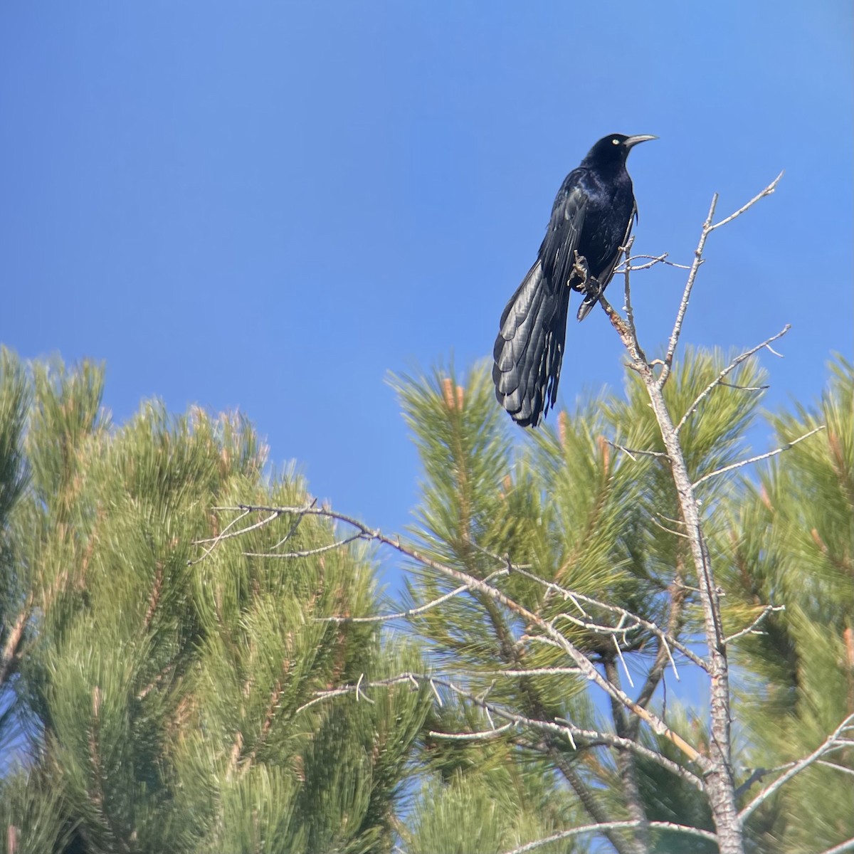 Great-tailed Grackle - ML635493479
