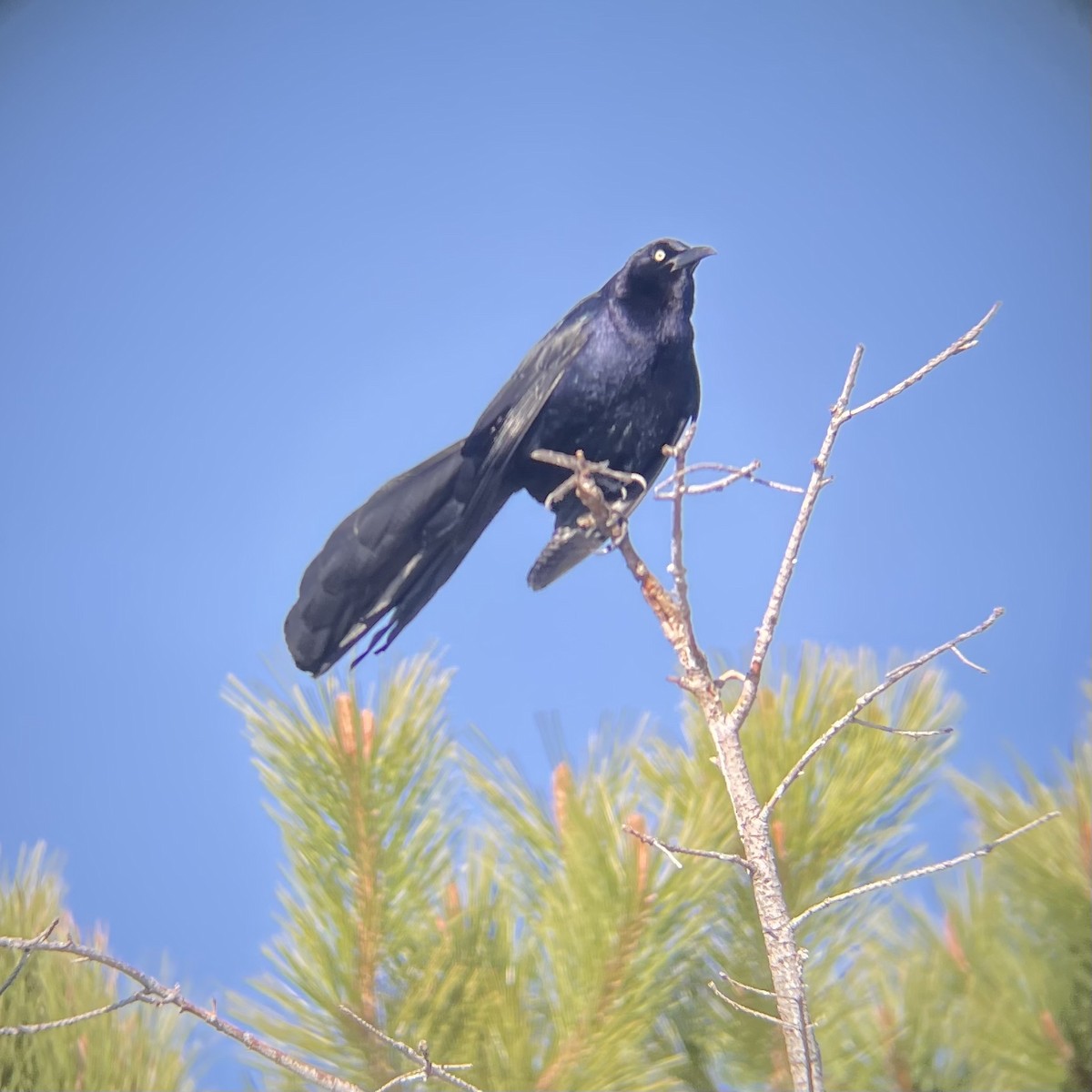 Great-tailed Grackle - ML635493480