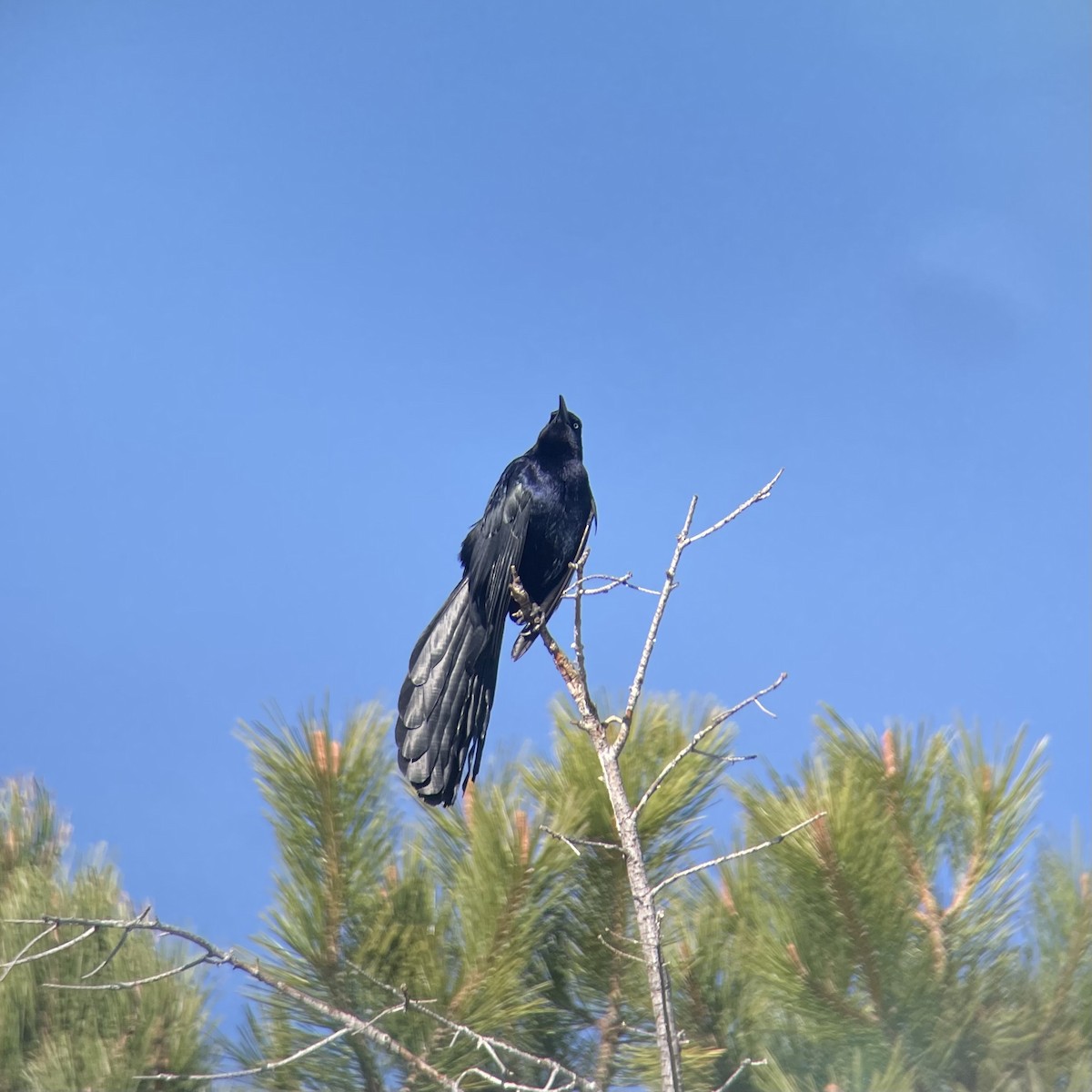 Great-tailed Grackle - ML635493481