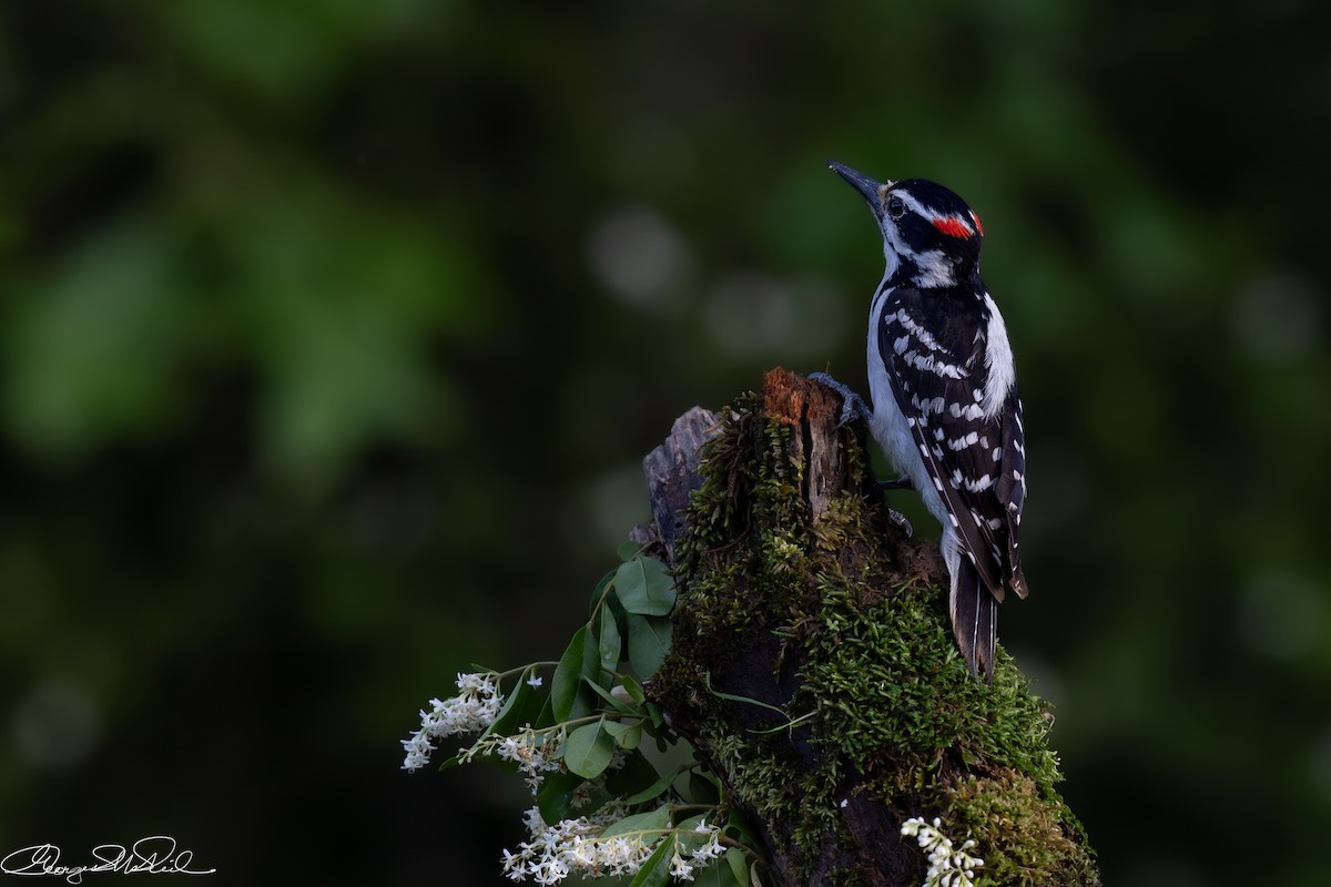 Hairy Woodpecker - ML635493530