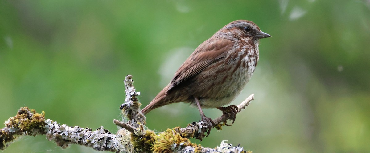 Song Sparrow - ML635493622