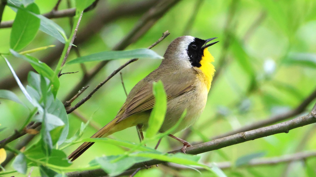 Common Yellowthroat - ML635493646