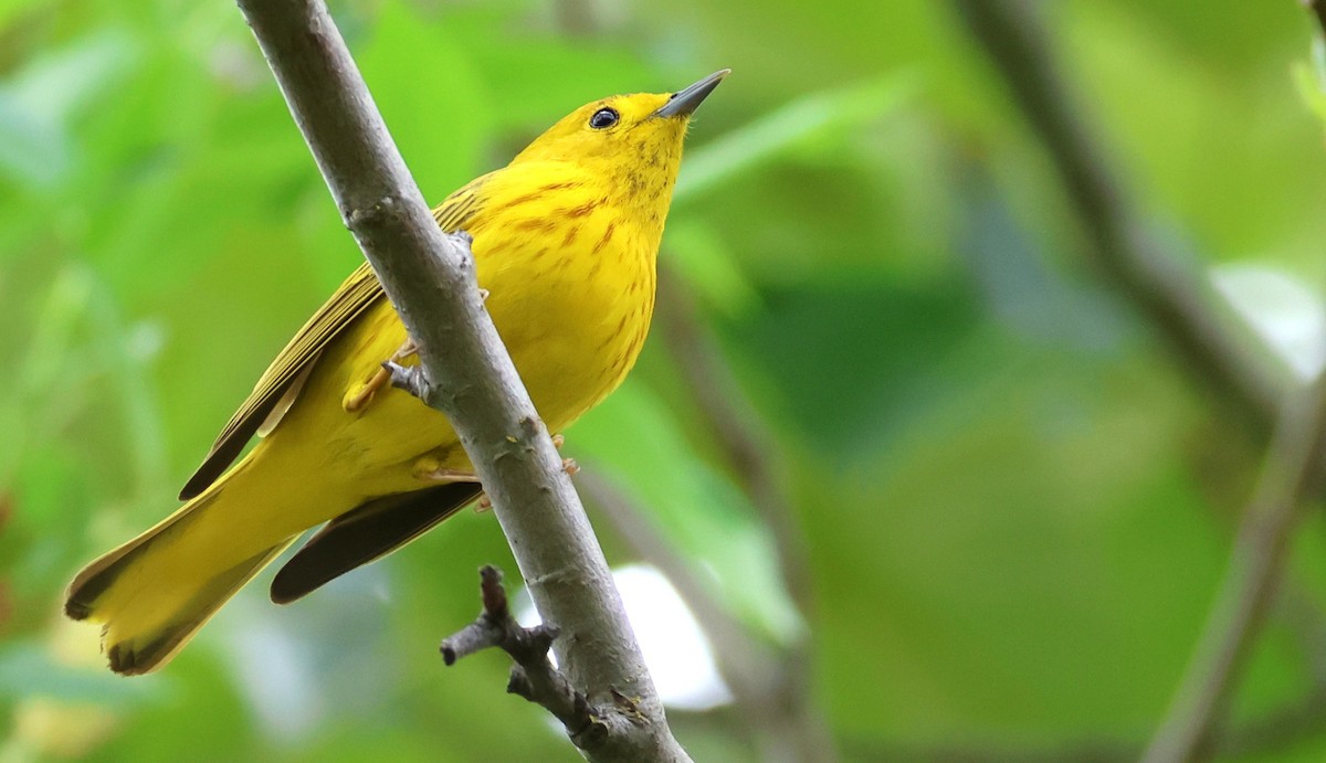 Yellow Warbler - ML635493690