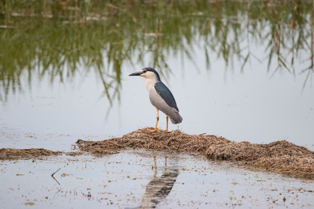 Black-crowned Night Heron - ML635493753