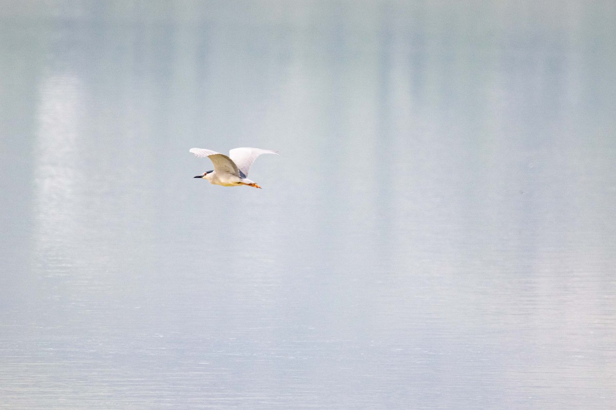 Black-crowned Night Heron - ML635493754