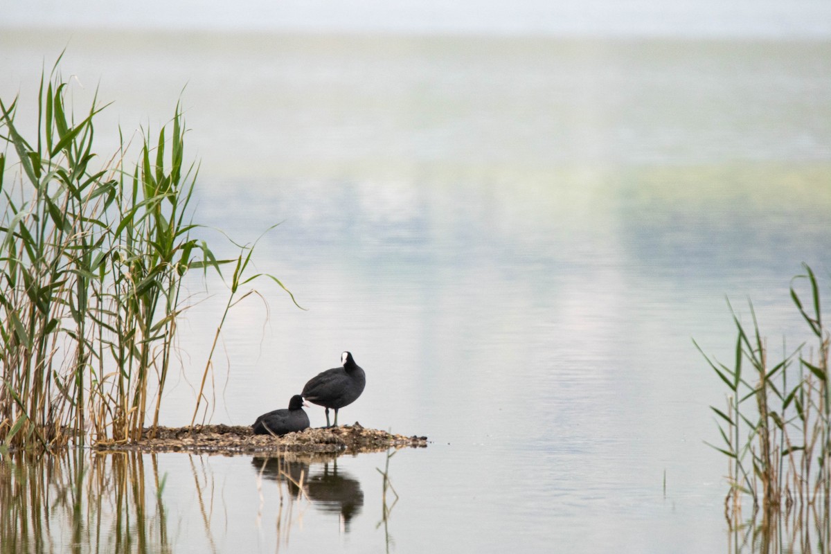 Eurasian Coot - ML635493763