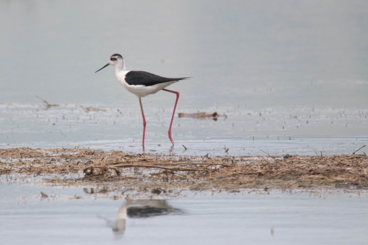 Black-winged Stilt - ML635493777